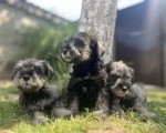 Patuljasti Šnaucer Miniature Schnauzer    